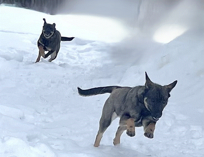 Performance Pups!, View more