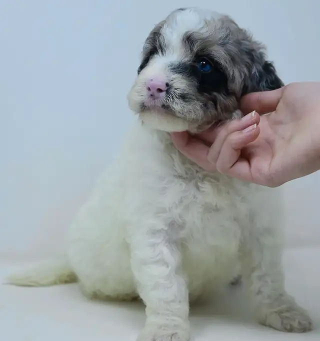 Mini bernedoodle and mini aussie bernedoodle puppies in Dogs & Puppies for Rehoming in Mississauga / Peel Region - Image 3