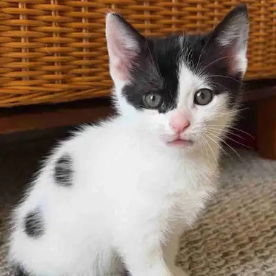 Kittens for rehoming, View more