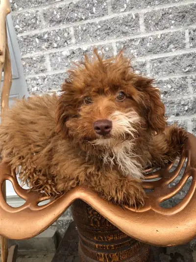 Male Corgipoos (corgi x poodle), View more