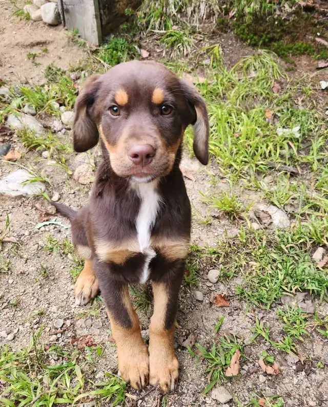 petite femelle Labrador X Berger Australien | Dogs & Puppies for ...