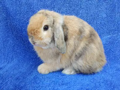 Bébé lapin bélier Hollandais male Holland lop, View more
