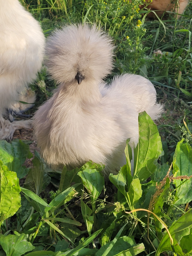Silkie Hatching Eggs in Livestock in Cambridge - Image 3