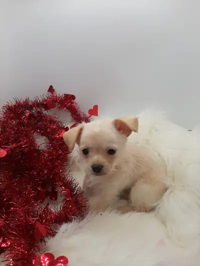 Chimaltie baby puppy, View more