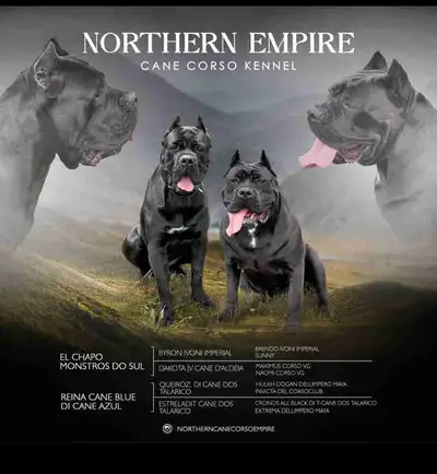 cane corso, View more