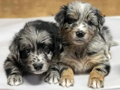 Border Retriever Puppies!, View more