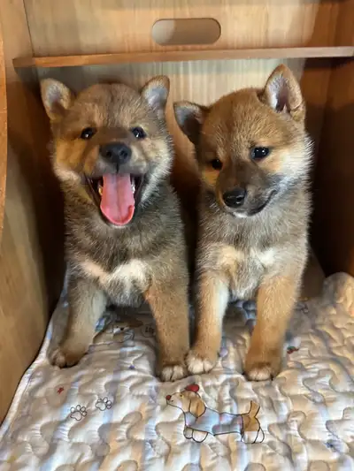 Japanese standard Shiba Inu puppies, View more