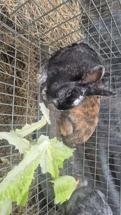 Rabbits for sale, View more