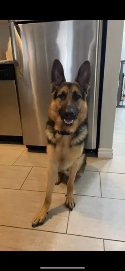 German Shepherd for rehoming, View more