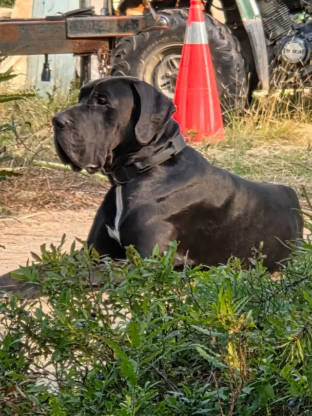 Great Dane Puppies in Dogs & Puppies for Rehoming in Sudbury - Image 5