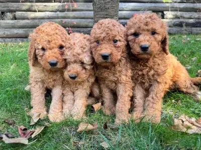 Red Medium F1b Golden Doodle Puppies Available! Home Raised: Our puppies are lovingly raised in our...