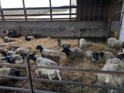 Dorper ewes, View more