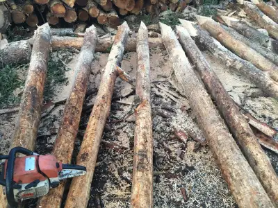 8ft hemlock and spruce fenceposts , View more