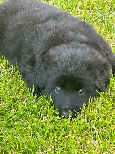 Puppys sale, View more