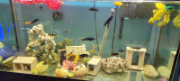 African cichlids available 
