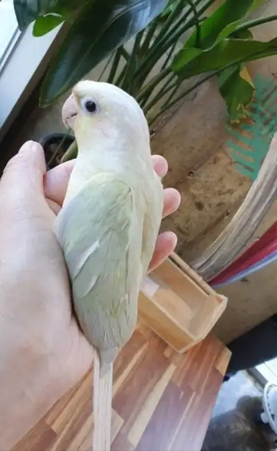 Mooncheek Conure hand feed, View more