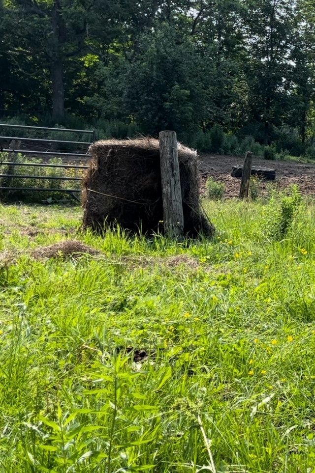 4X5 Round bales in Equestrian & Livestock Accessories in Kingston