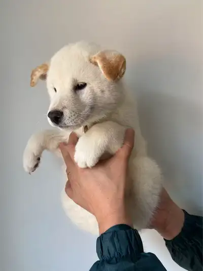 Original 2000$ now 1500$!!!!! We’re offering three beautiful purebred Shiba Inu puppies, born on Mar...