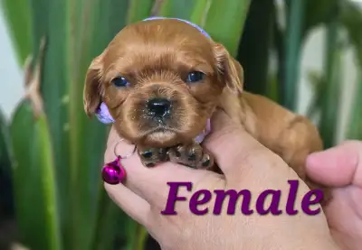 We have 4 Beautiful Healthy King Charles Cavalier Puppies and they are ready to go around July 18th....
