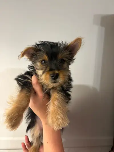 YORKIE PUPPY - READY TO GO, View more