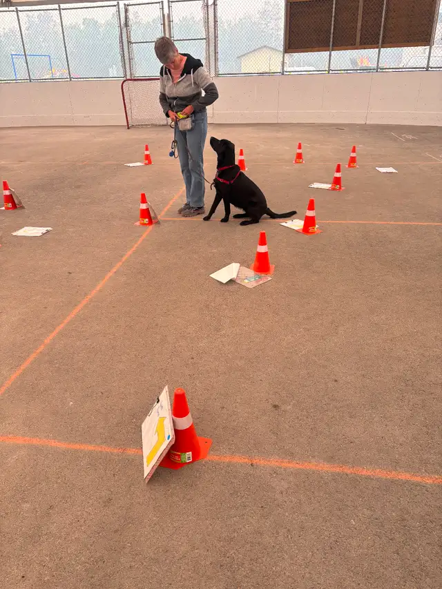 Rally dog training in Prince Albert