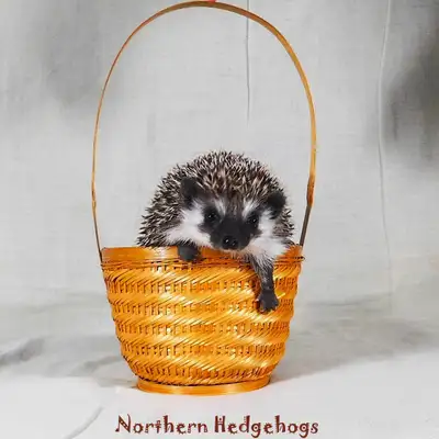 Pedigreed Hedgehog Babies from Ethical Breeder, View more