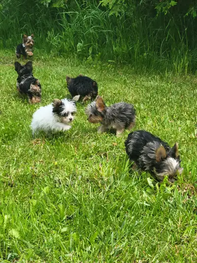 Unique Yorkie puppys, View more