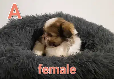 Hi we have 5 beautiful shih-tzu puppies they have just turned 8 weeks old and are ready for there fo...