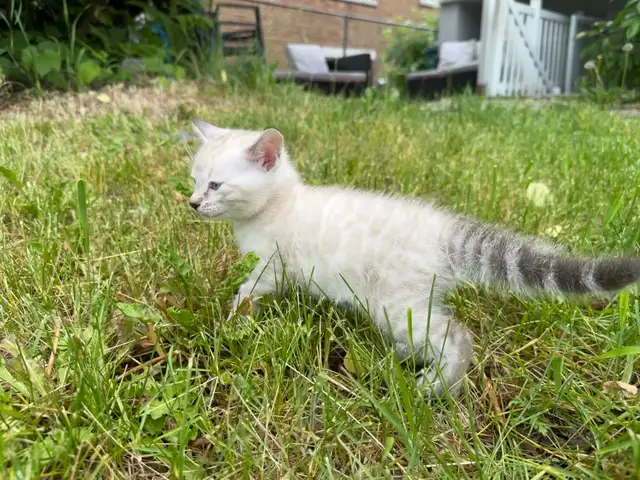 Gorgeous Snow Lynx Bengal Kittens Available in Cats & Kittens for Rehoming in City of Toronto - Image 4