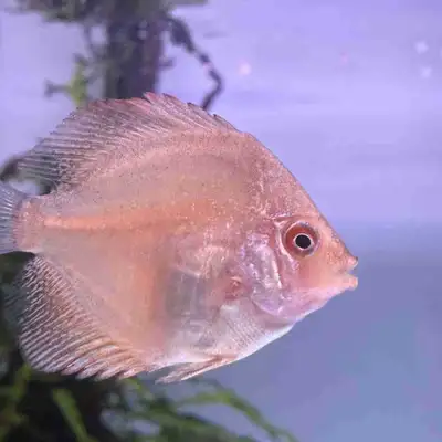 Healthy juvenile discus. The size is like the size of an adult blue ram.