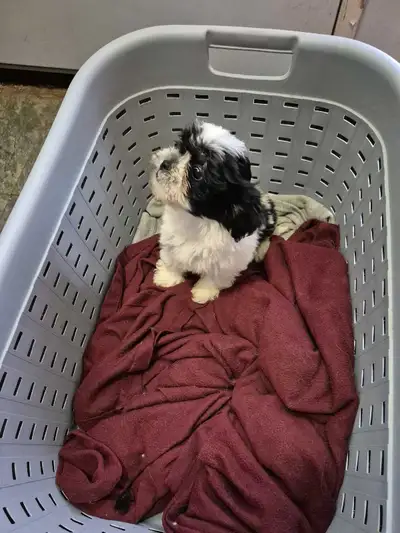 shihtzu and minature schnauzer cross shihtzu puppies boys, View more