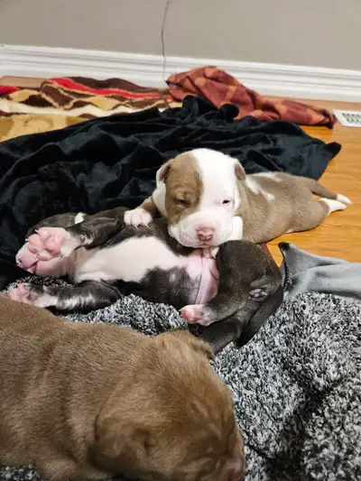 American Bulldog Mix, View more