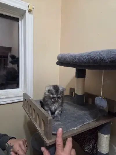 Maine Coon Kittens, View more