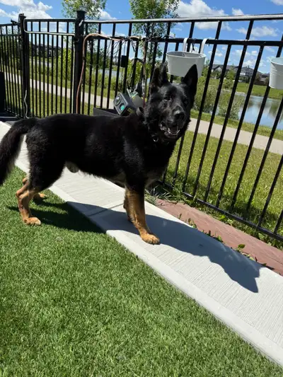 CKC REGISTERED GERMAN SHEPHERD (Work Line), View more
