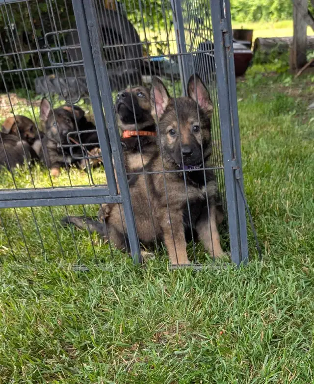 Puppies ready this weekend in Dogs & Puppies for Rehoming in Ottawa - Image 5