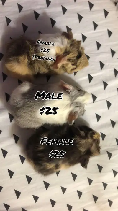 All baby’s are not litter trained, a bit skittish but with some work will be fine! The 2 females are...