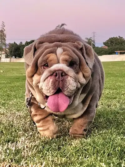 English & French Bulldogs , bouledogues exotiques, View more