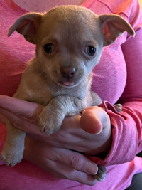 Lavender Female Short Hair Chihuahua