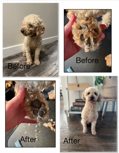 FURbulous Cuts Dog Grooming, View more