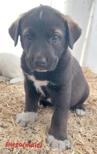Cuddly labsky cross pups