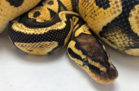 Pastel 100% Het Clown - Female -Ball Python