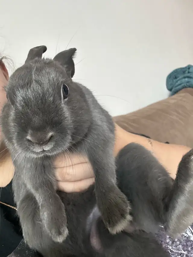 Male Grey rabbit ( blue Netherland dwarf) in Small Animals for Rehoming in Mississauga / Peel Region - Image 3