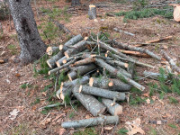 FREE firewood for pickup!