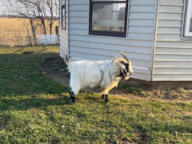 Billy Pygmy goat  in Livestock in Grand Bend - Image 4