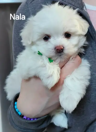 BICHON MALTAIS FEMELLE et 1 FEMELLE MALTIPOO, View more