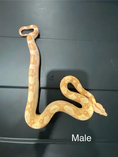 Boa constrictor, View more