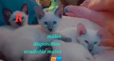 ♀️♂️Sublimes Chatons Siamois Vaccinés♡Siamese Kittens Vaccinated, View more