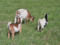 Goats for sale-Nannies with kids
