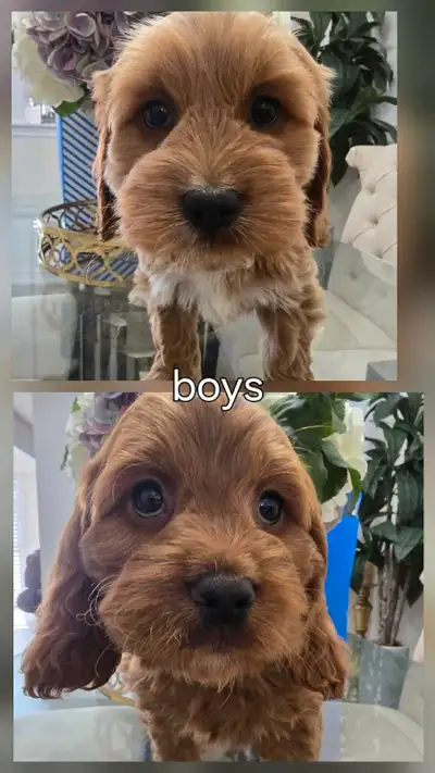 ❤️Beautiful Cockapoos, DNA tested parents ❤️, View more