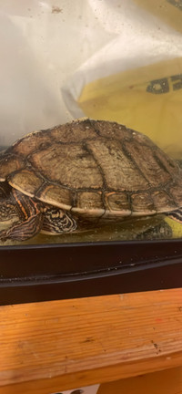 Yellow belly turtle for sell 